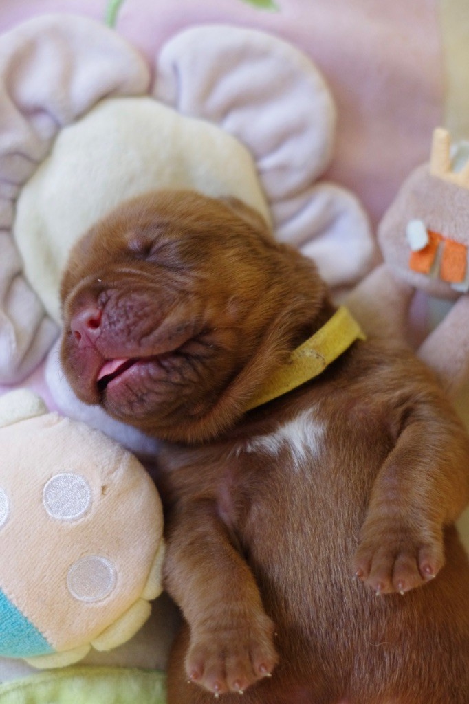 De L'Hannya Rouge - Chiot disponible  - Dogue de Bordeaux