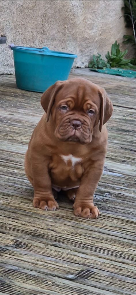 De L'Hannya Rouge - Chiot disponible  - Dogue de Bordeaux