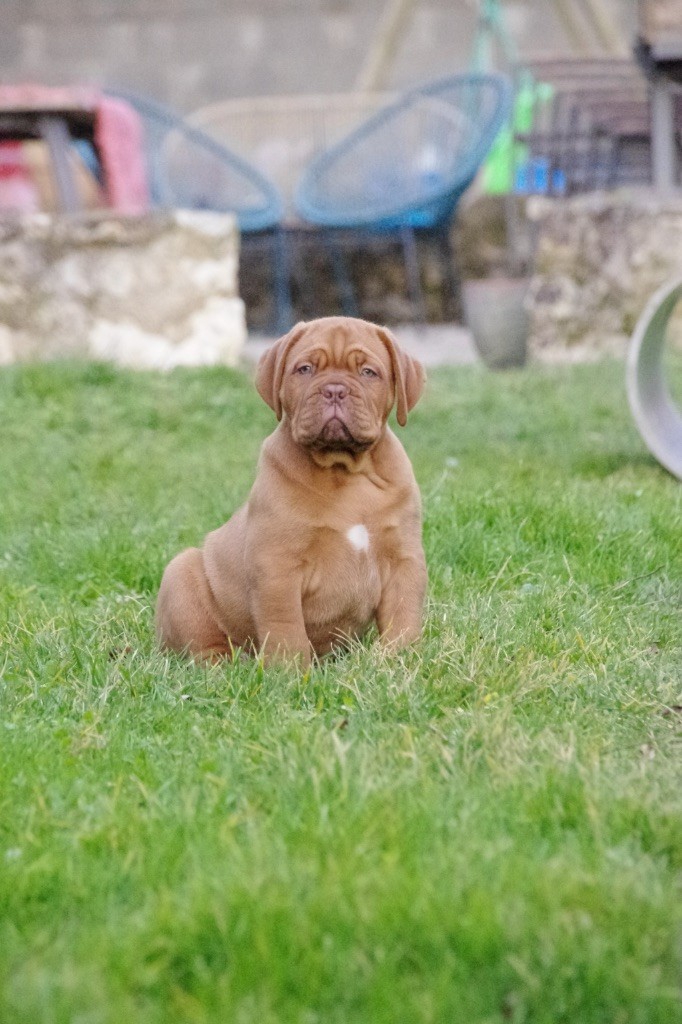 De L'Hannya Rouge - Chiot disponible  - Dogue de Bordeaux