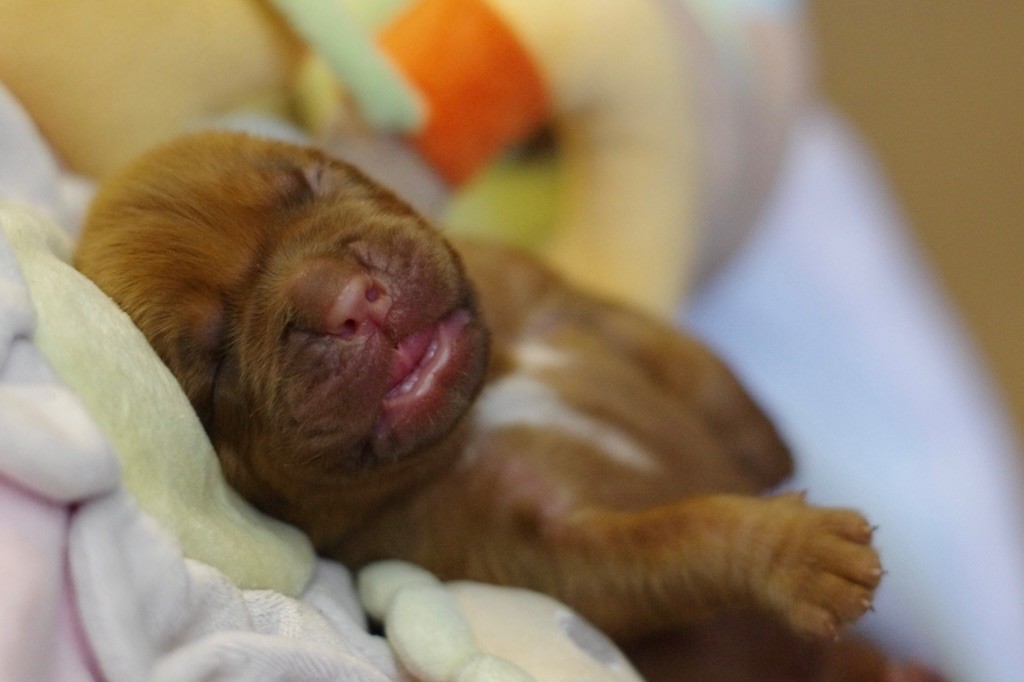 De L'Hannya Rouge - Chiot disponible  - Dogue de Bordeaux