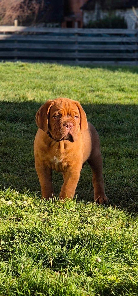 De L'Hannya Rouge - Chiot disponible  - Dogue de Bordeaux