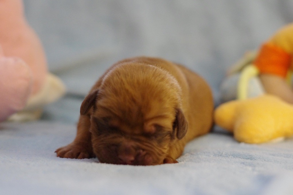 De L'Hannya Rouge - Chiot disponible  - Dogue de Bordeaux