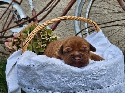 CHIOT 2 jaune