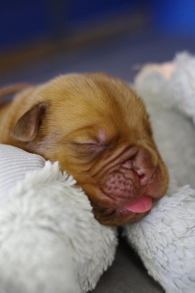 De L'Hannya Rouge - Chiot disponible  - Dogue de Bordeaux