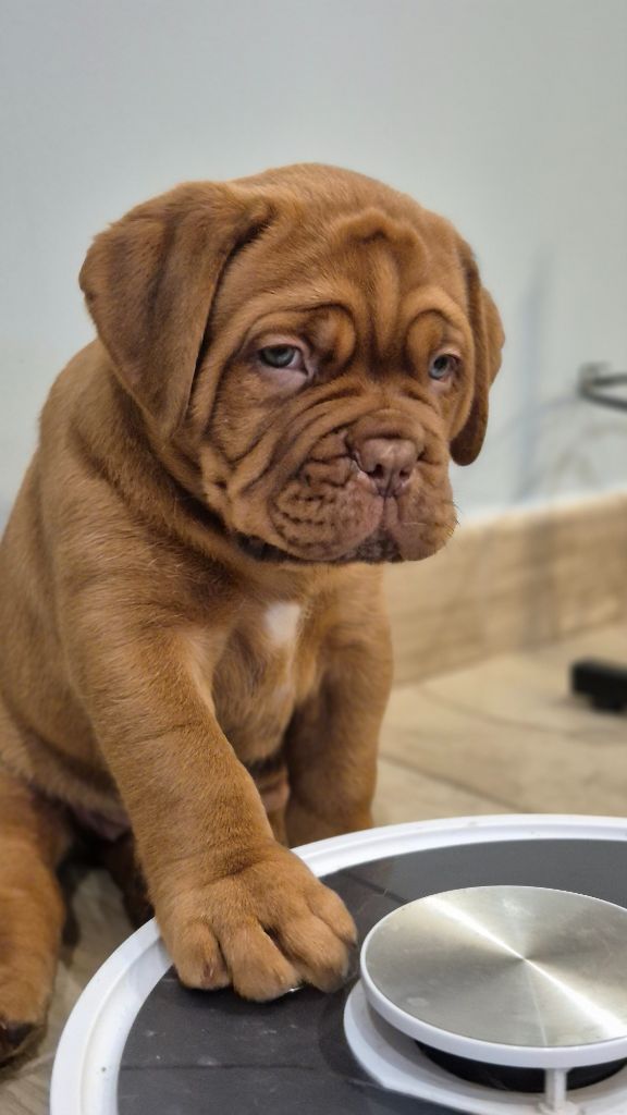 De L'Hannya Rouge - Chiot disponible  - Dogue de Bordeaux