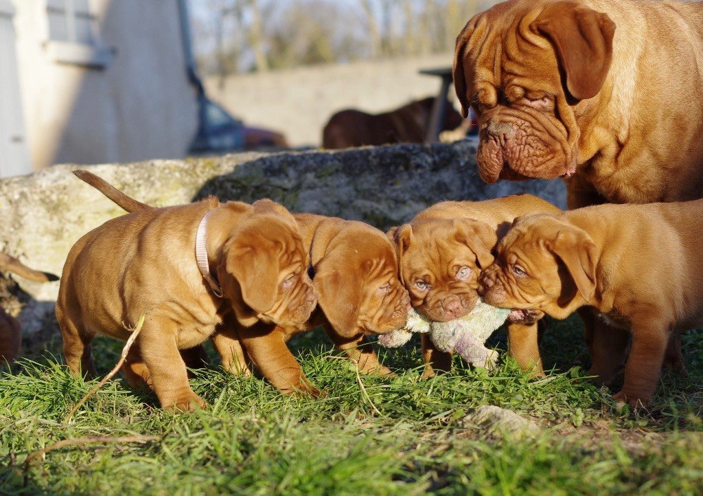 chiot Dogue de Bordeaux De L'Hannya Rouge