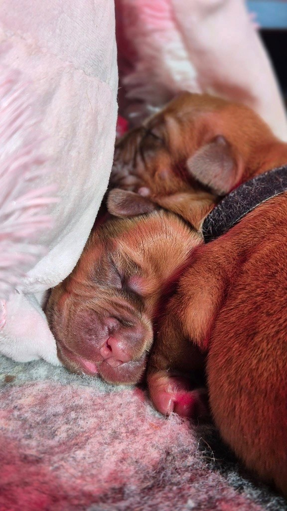 chiot Dogue de Bordeaux De L'Hannya Rouge