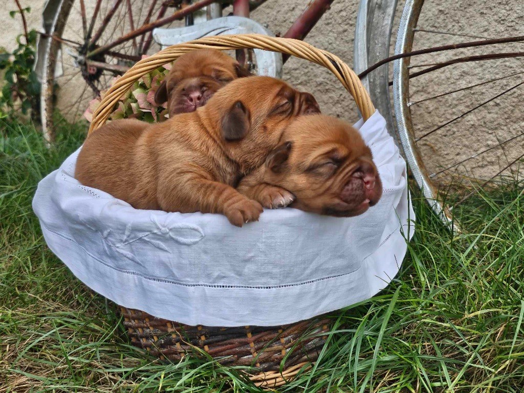 chiots Pimiko / Ronnie