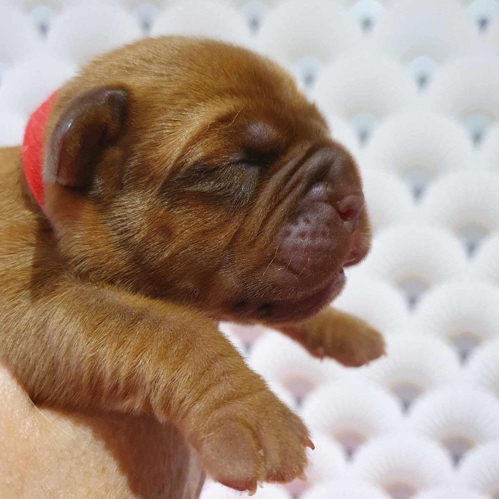 De L'Hannya Rouge - Dogue de Bordeaux - Portée née le 08/09/2023